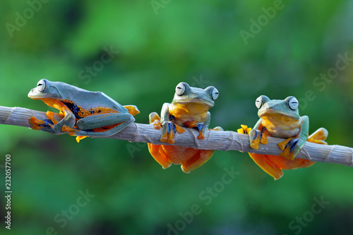 green tree frog, flying frog, java tree frog on branch