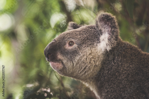 Photography koala in australia