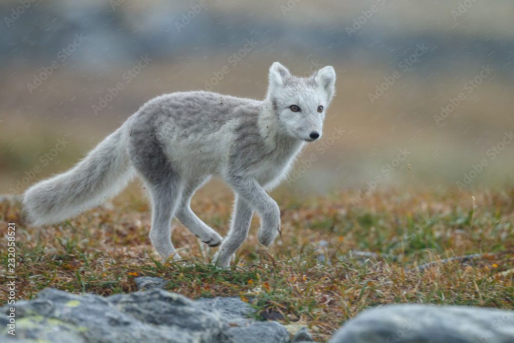 Obraz premium Arctic fox in a autumn setting in the arctic part of Norway