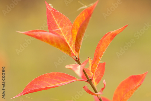beautiful branch of a tree or shrub with bright red autumn leaves