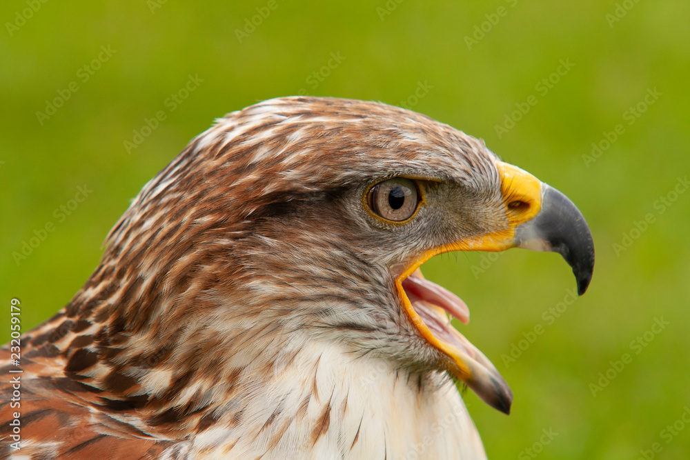 Fototapeta premium Buzzard, Buteo buteo