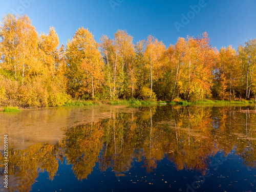 Russian autumn landscape with birches and pond