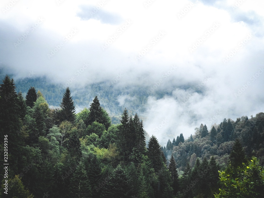 Forest on a rainy day, Italy