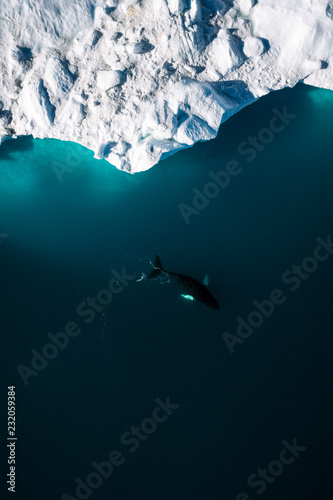 Minimalistic aerial view of icebergs and a humpback whale in Greenland photo