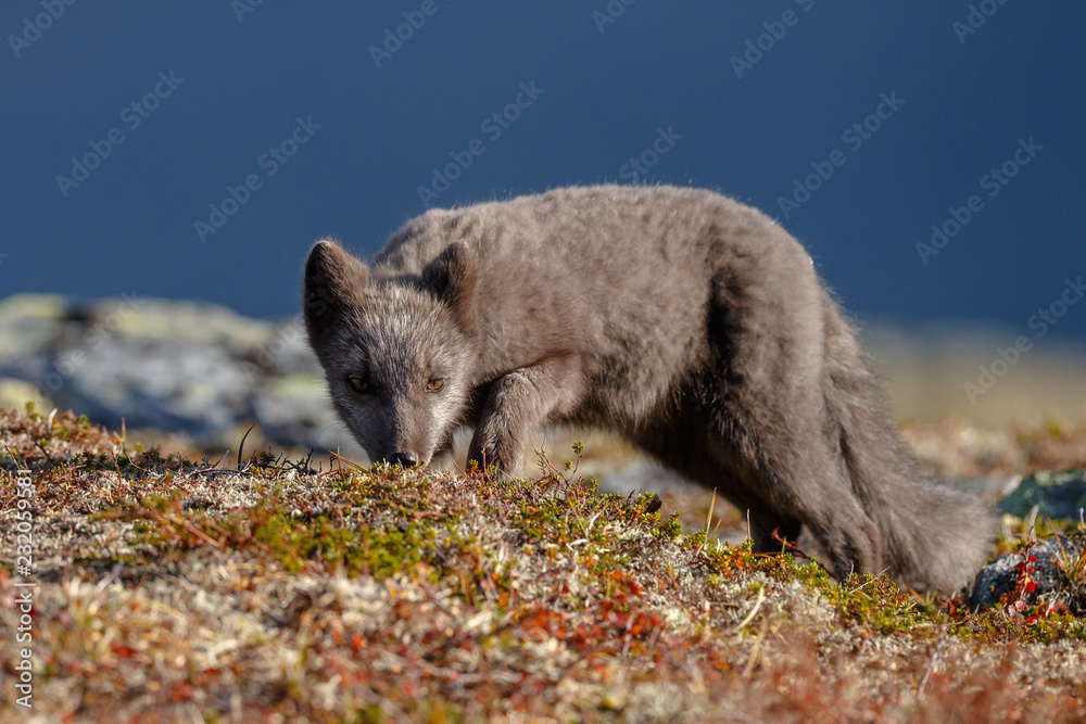Naklejka premium Arctic fox in a autumn setting in the arctic part of Norway