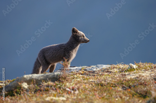 Arctic fox in a autumn setting in the arctic part of Norway