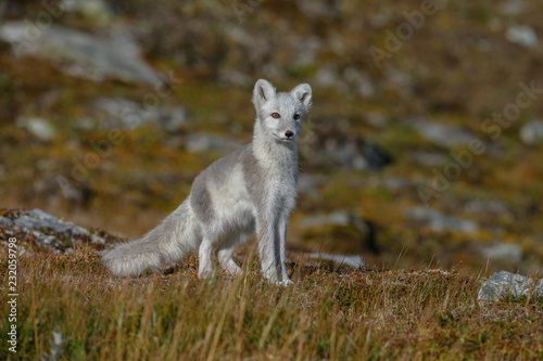 Arctic fox in a autumn setting in the arctic part of Norway