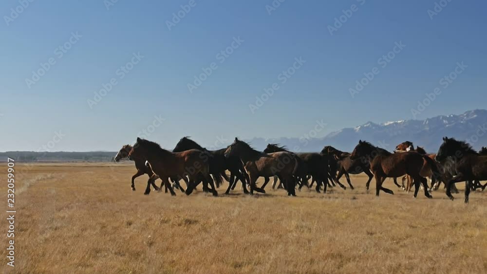 Walking and running horse. Horses moves slowly against the background of the grazing herd. Herd of horses running on the steppes in background snow-capped mountain. Slow Motion at rate of 180 fps.
