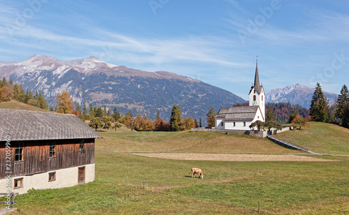 Cow grazing at pastures near church in mountain village Versam, Ruinaulta - Rheinschlucht (Rhine canyon), Illanz/Glion - Reichenau, Switzerland