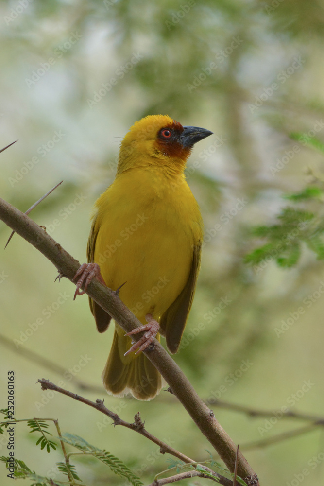 Obraz premium masked weaver