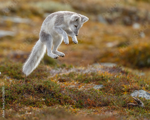 Arctic fox living in the arctic part of Norway, seen in autumn setting.