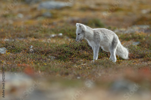 Arctic fox living in the arctic part of Norway  seen in autumn setting.