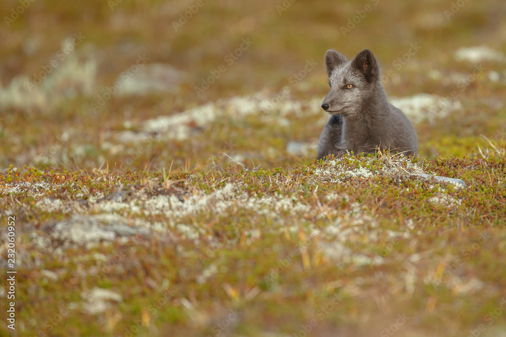 Fototapeta premium Arctic fox living in the arctic part of Norway, seen in autumn setting.