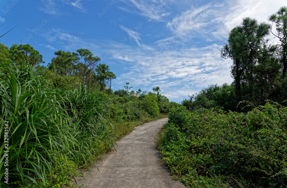 road, green jungle and blue sky