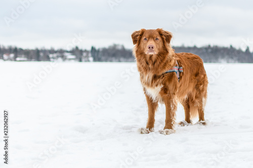Fototapeta Naklejka Na Ścianę i Meble -  Beautiful portrait of a retriever dog on a frozen lake
