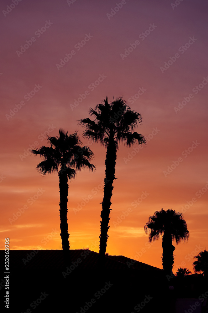 Obraz premium Palm trees on sunrise burning sky