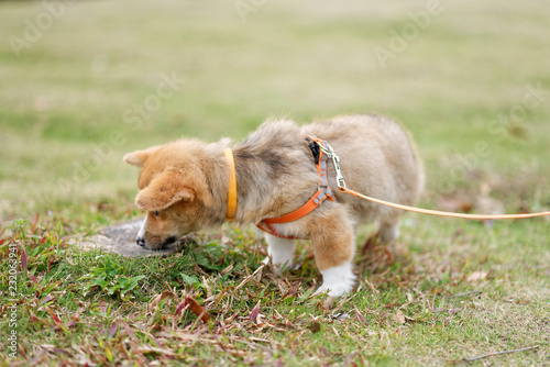 corgi puppy walking on grass