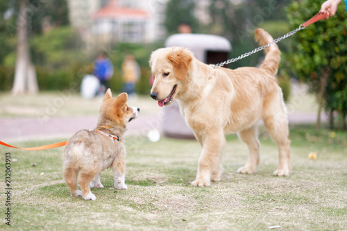 Two happy dogs