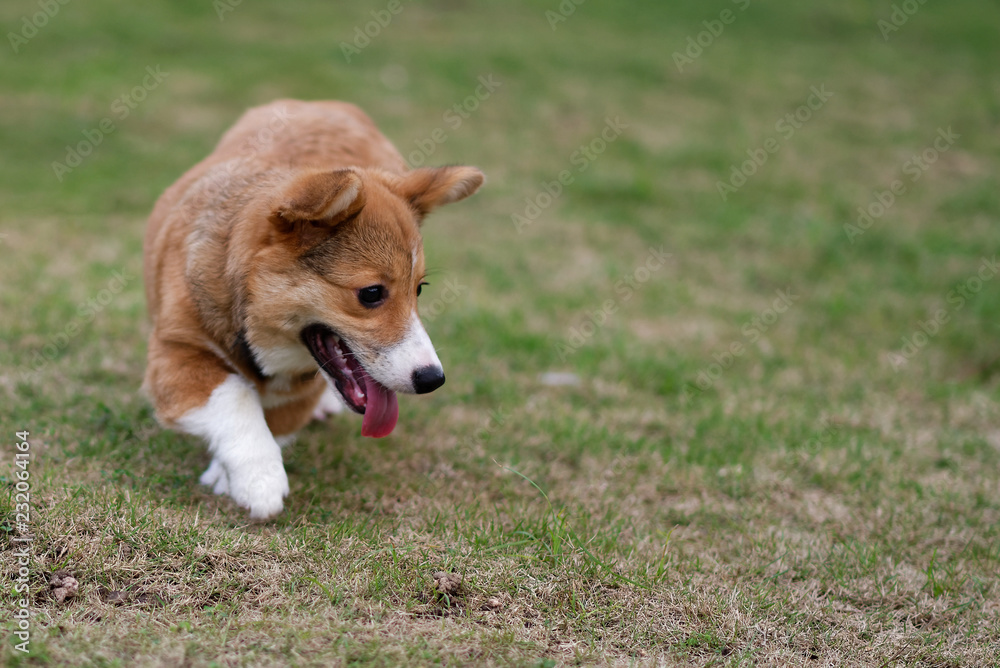 Happy corgi puppy running on grass