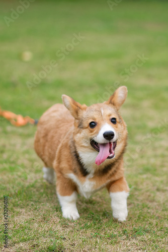 Happy corgi puppy running on grass © MaxK