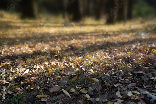 autumn leaves in field