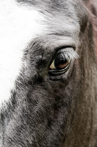 Close-up of a horse eye
