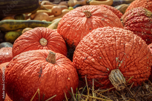 Red Warty Thing squashes (Cucurbita maxima) laying on straw photo