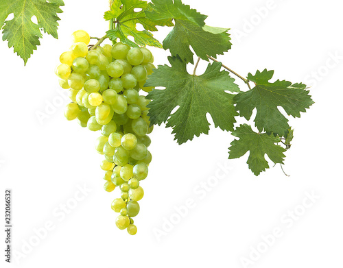 Bunch of green grapes isolated on white background