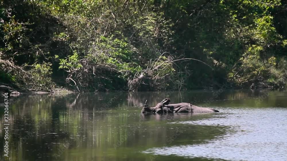 Greater One-horned Rhinoceros in Bardia national park, Nepal - specie Rhinoceros unicornis  family of Rhinocerotidae