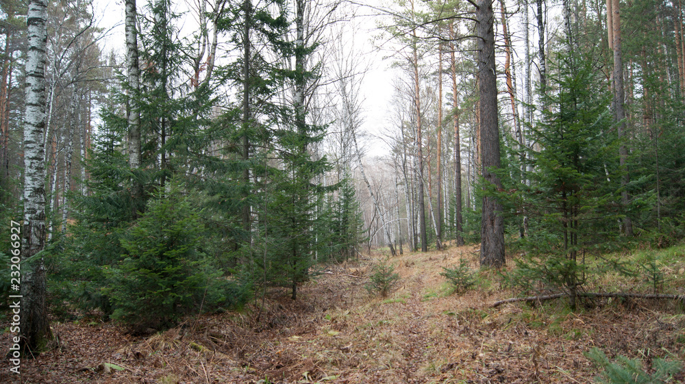 Fototapeta premium taiga in the fall