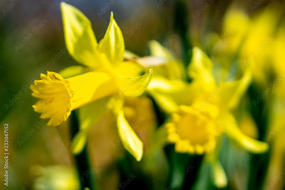 Narcissus, Alpenveilchen-Narzisse Narcissus, Alpenveilchen-Narzisse