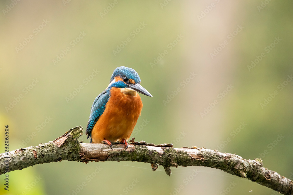 Kingfisher, Alcedo atthis Kingfisher, Alcedo atthis