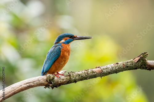 Kingfisher, Alcedo atthis