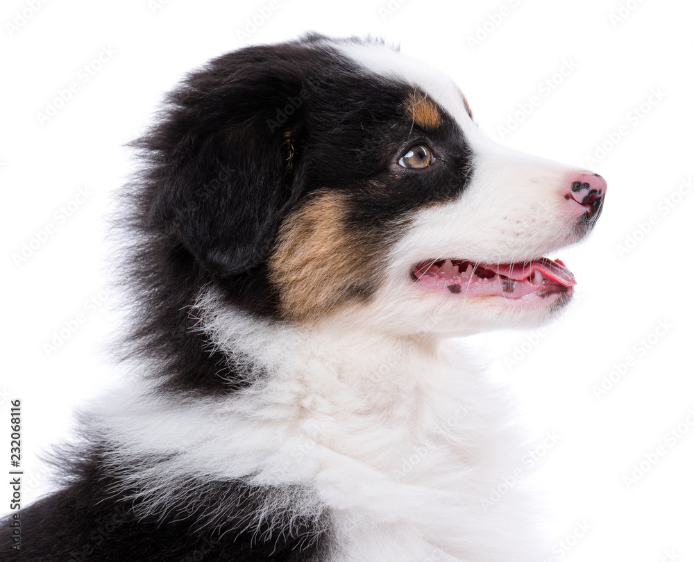 Australian Shepherd purebred puppy, 2 months old looking away - close-up portrait. Black Tri color Aussie dog, isolated on white background. Australian Shepherd purebred puppy, 2 months old looking away - close-up portrait. Black Tri color Aussie dog, isolated on white background.