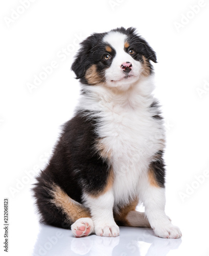 Beautiful happy Australian shepherd puppy dog is sitting frontal and looking up, isolated on white background © DenisNata