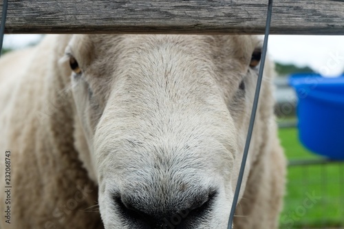 A close up picture of a Hibernian sheep in Scotland