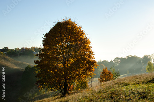 Autumn broadleaf maple. Autumn color of trees in the field  ravine. Russia. In the morning a ravine outside the city in the fog.