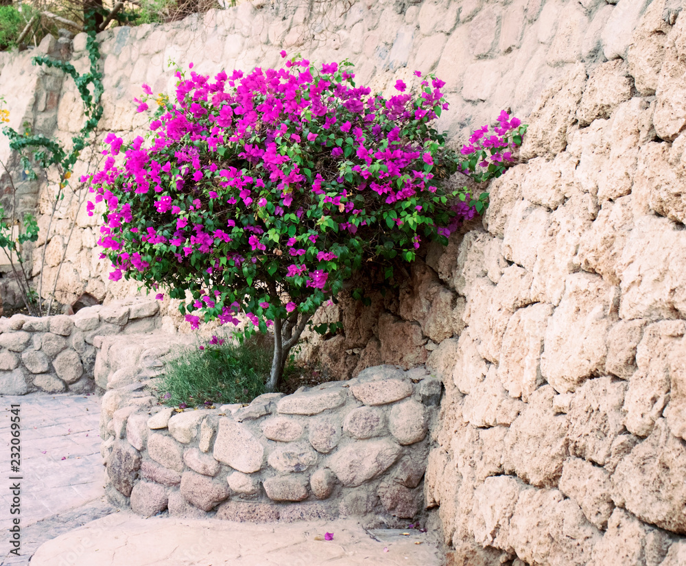 Beautiful bush near stone wall with purple flowers