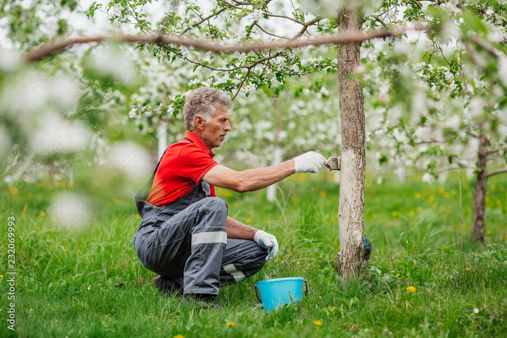 Farmer covering the tree with white paint to protect against rodents, spring garden work, whitewashed trees. Gardening and people concept Farmer covering the tree with white paint to protect against rodents, spring garden work, whitewashed trees. Gardening and people concept