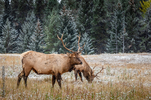 Banff National Park