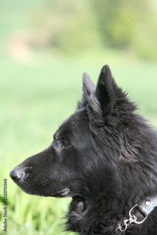 German Shepherd K9 puppy dog