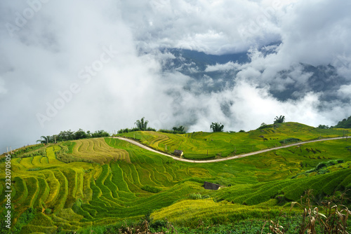 Terraced rice field landscape in harvesting season with low clouds in Y Ty, Bat Xat district, Lao Cai, north Vietnam