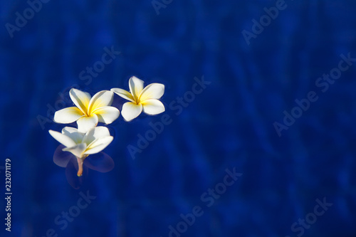 white frangipani flowers in blue water