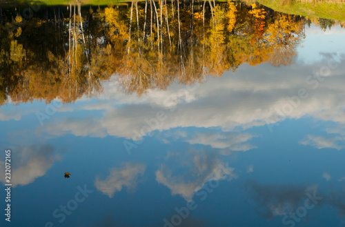 leaf on water, autumn forest