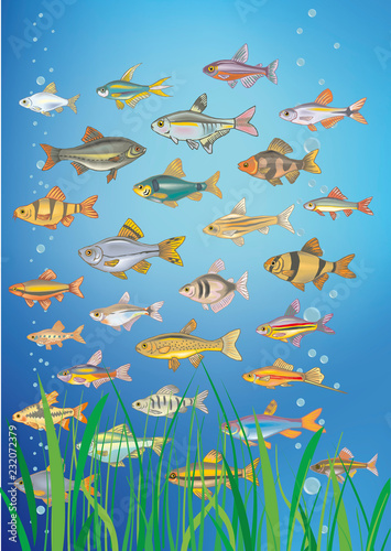 pesci d'acquario vettoriali