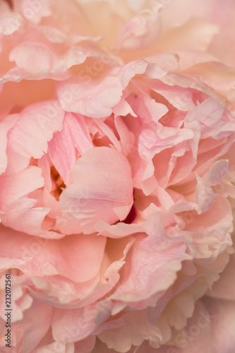 Peony petal. Pink peony. Peony flower. Background © Julia