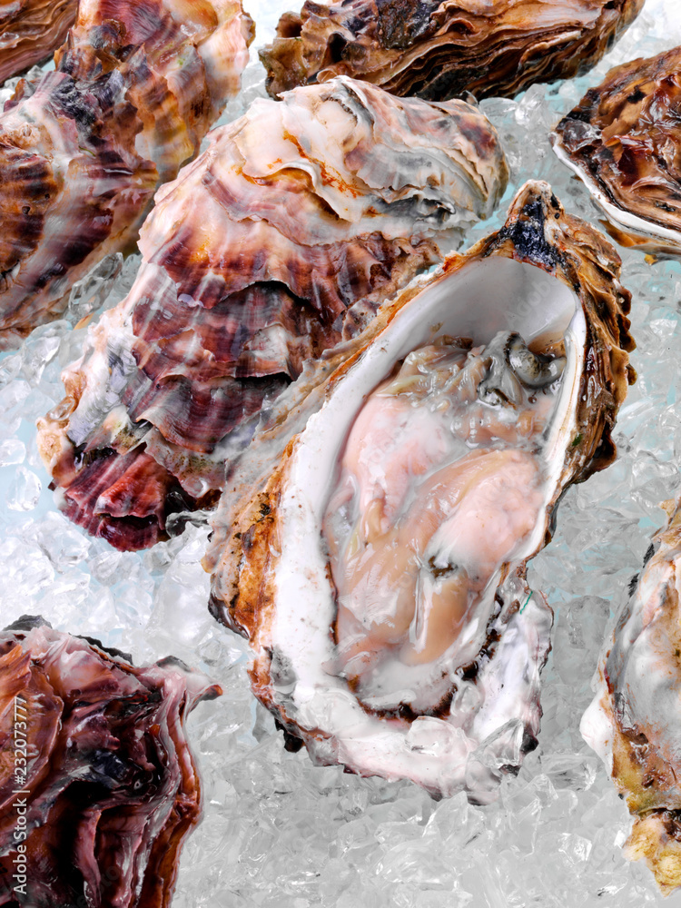 FRESH OYSTERS ON ICE
