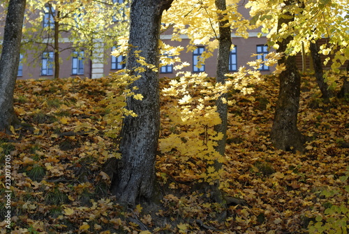 autumn yellow trees illuminated by the sun