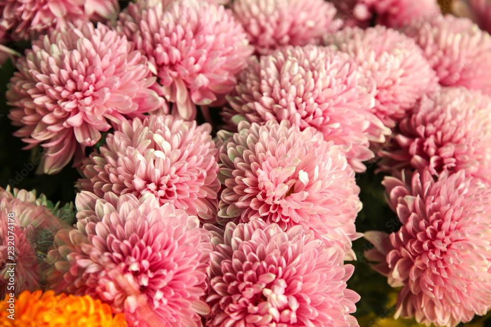 Plenty of beautiful flowers, closeup