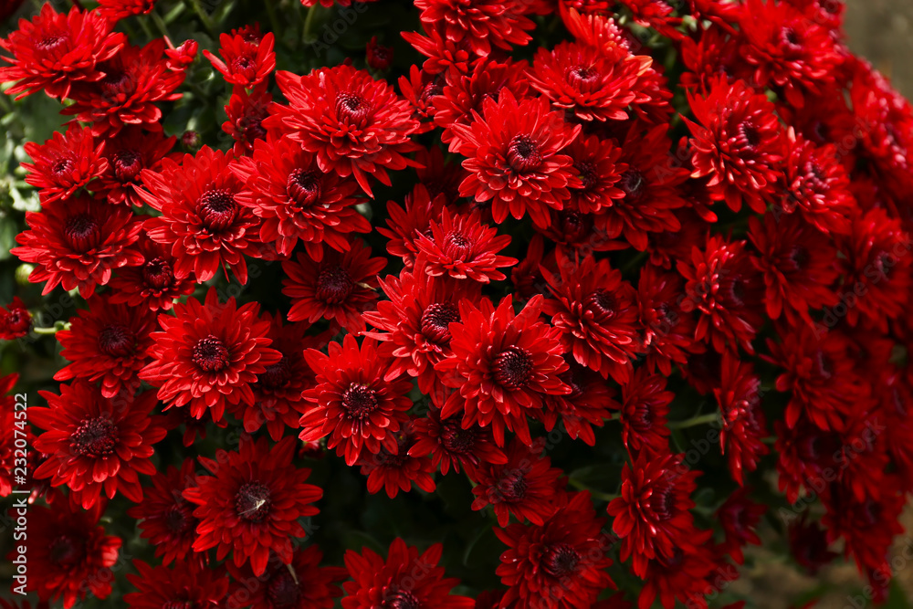 Plenty of beautiful chrysanthemum flowers Plenty of beautiful chrysanthemum flowers